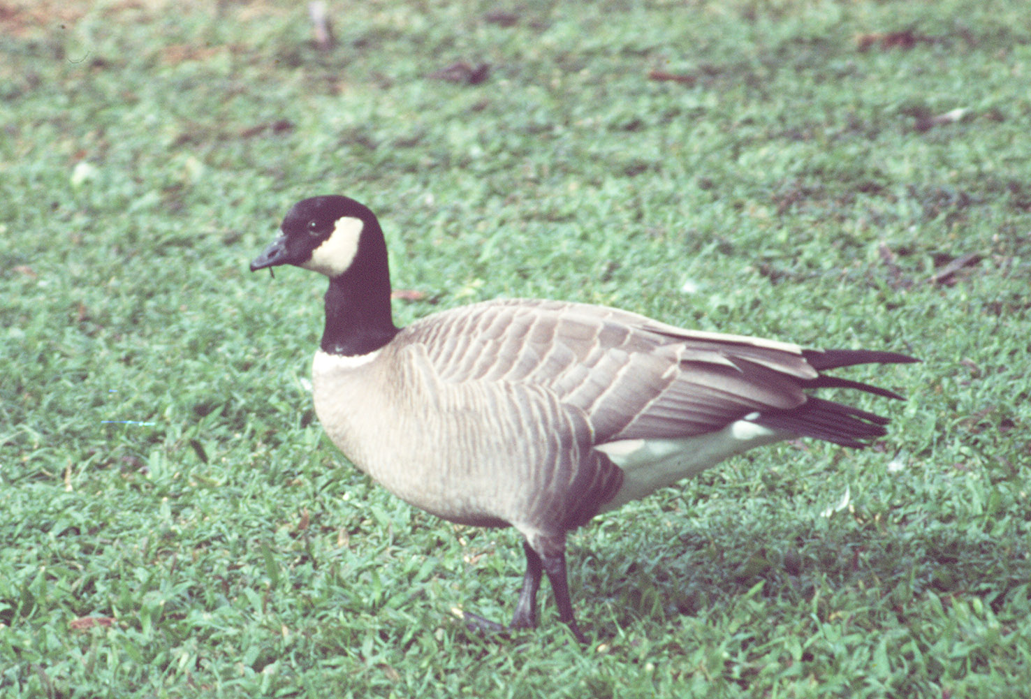 canada goose shop las vegas canada goose shop las vegas